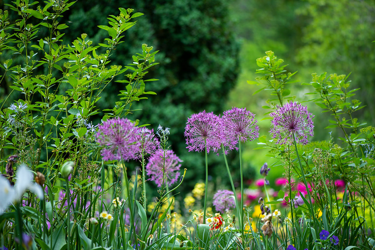 Garden pathway